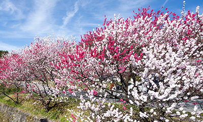 Hanamomo (peach blossoms)